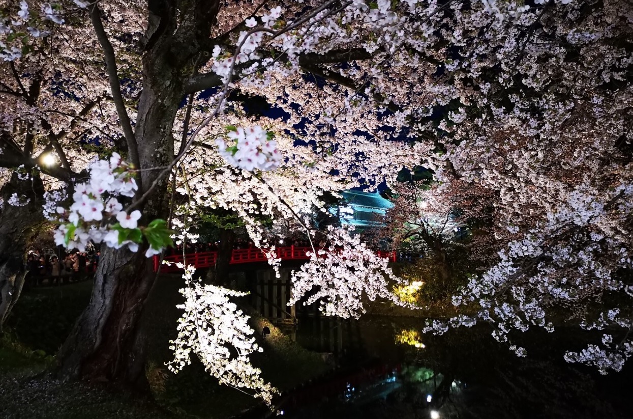 Sakura Shiro Night